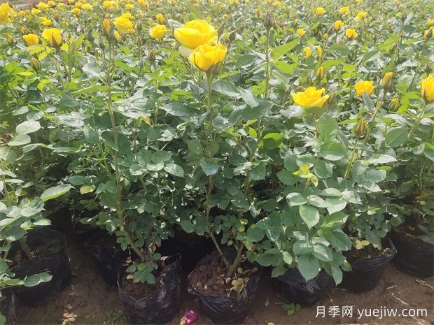 養(yǎng)護月季分清基肥、底肥和追肥，不盲養(yǎng)！(圖1)