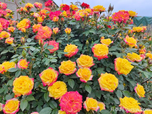 推薦6種經(jīng)典的月季花，多年經(jīng)驗(yàn)分享精選盆花(圖2)