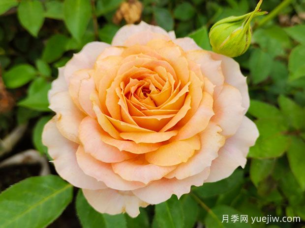 幾十個(gè)好看的月季花品種，看看有沒有你喜歡的(圖3)