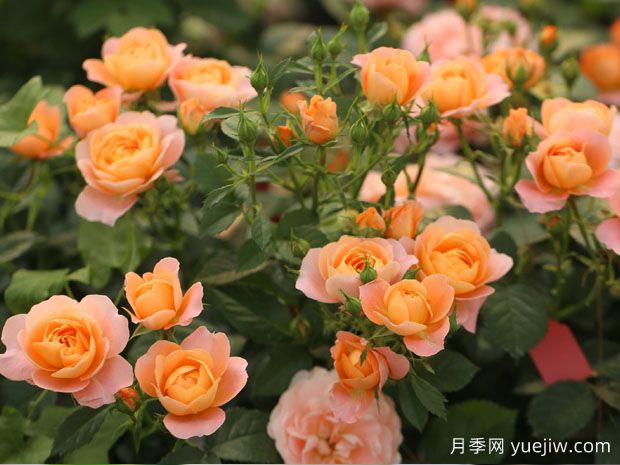 果汁陽臺月季，適合新手種植，濃香花多花美(圖2)