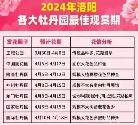 2024年洛陽牡丹絢爛綻放，誰與爭鋒？(圖1)
