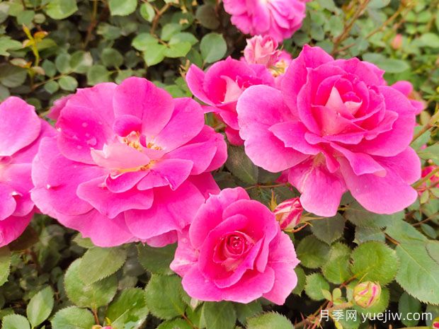 月季花的奧秘：種植、養(yǎng)護與注意事項(圖1)
