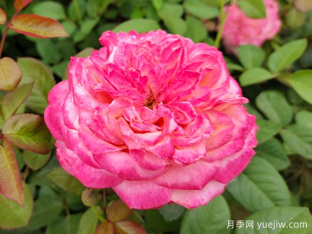 花園植物三姐妹：月季、繡球、鐵線蓮(圖1)