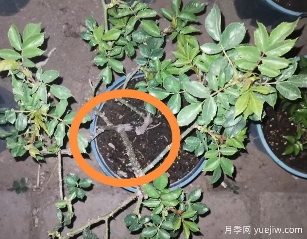 月季怎么抹芽？詳細(xì)教程來啦，照著做，爆花很簡單(圖2)