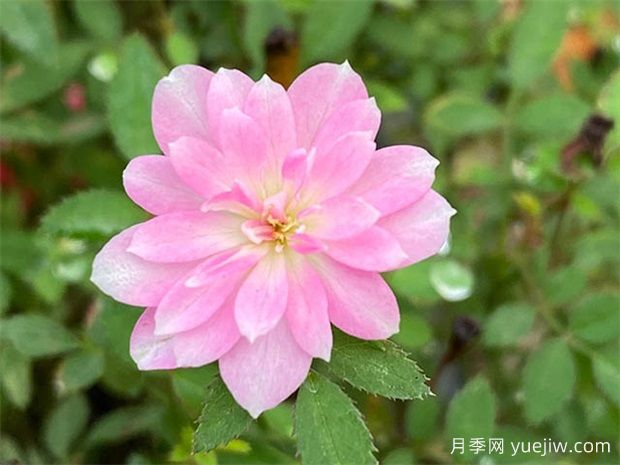 陽(yáng)臺(tái)上***好養(yǎng)的月季，不是果汁陽(yáng)臺(tái)(圖2)