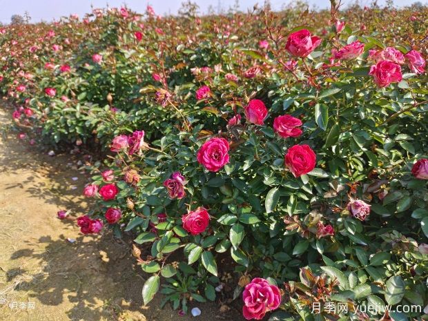 綠籬和月季苗圃除草那么難，怎么做才能事半功半？(圖1)