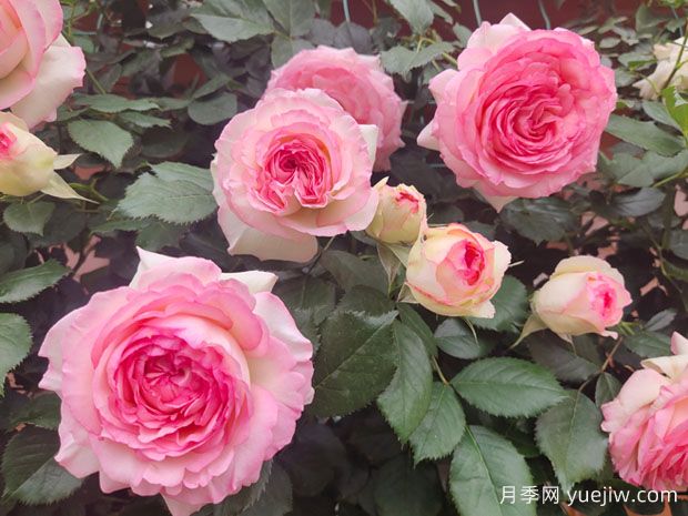 非常漂亮的9種月季花，各具特色絢麗多彩(圖1)
