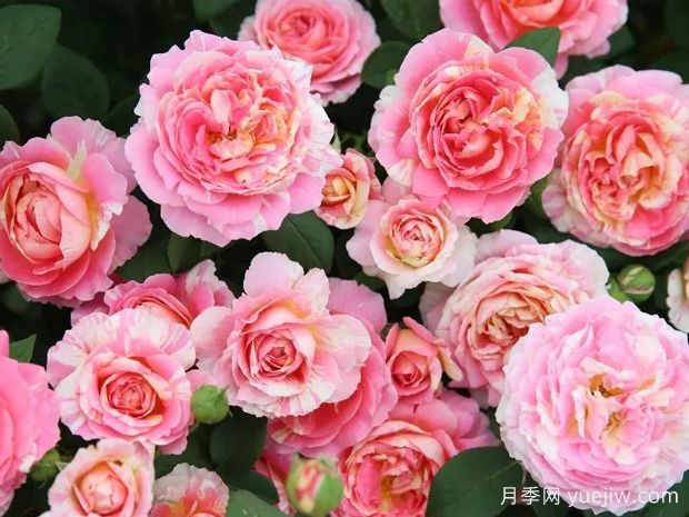 非常漂亮的9種月季花，各具特色絢麗多彩(圖2)