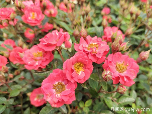 10種適合五月養(yǎng)的花卉，花期長易養(yǎng)活(圖1)