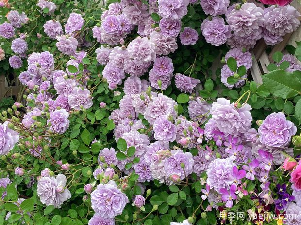 適合陽(yáng)臺(tái)的藍(lán)色陰雨小型藤本月季，陽(yáng)臺(tái)變花墻(圖2)