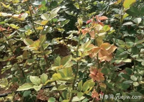月季生病怎么辦？學會觀葉識病，自己也能輕松診斷！(圖3)