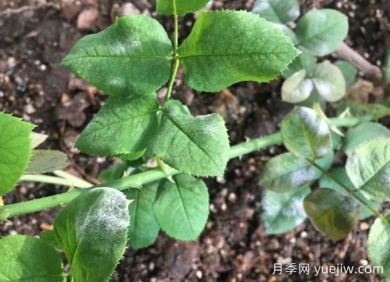 月季得了白粉病，一定要及時治療，否則沒花看(圖1)