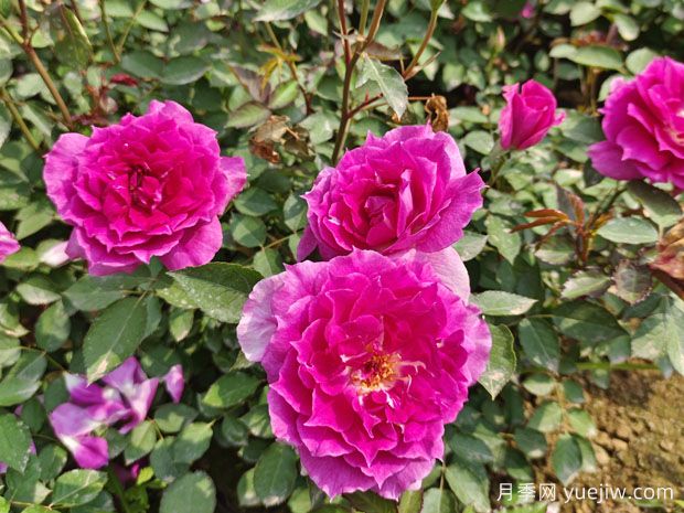 養(yǎng)月季花，離不開松樹皮，泥炭配松樹皮，固根性非常好(圖1)