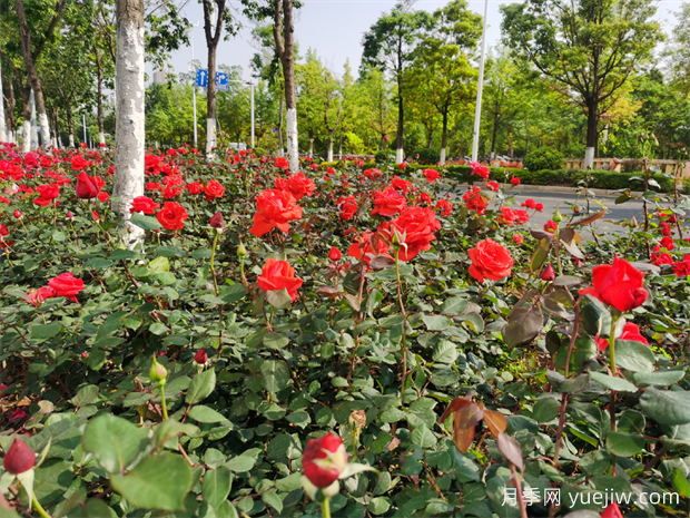 昆明月季又到盛開時(shí)，呈貢月季打卡路段推薦(圖3)