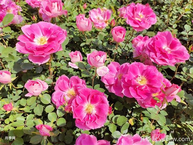 月季花不好養(yǎng)！那是因?yàn)槟銢]有掌握這幾個(gè)方法(圖1)