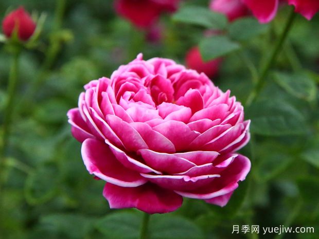月季界的妖花瑪麗玫瑰，美到驚艷！(圖1)