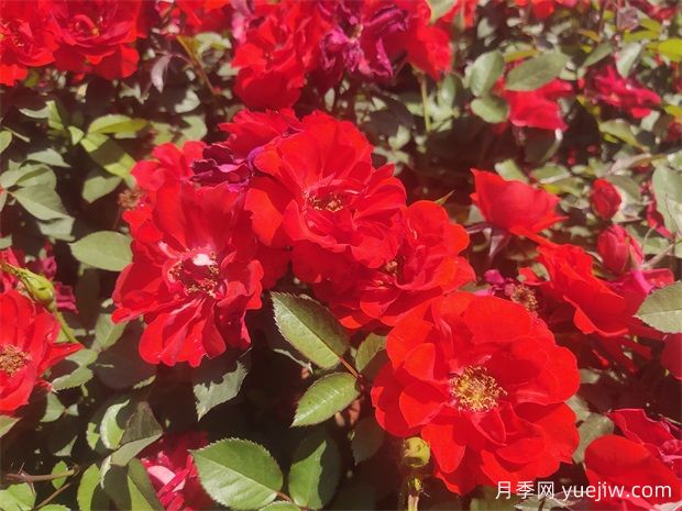 月季花開賽春光，讓月季快速爆盆的小妙招(圖1)