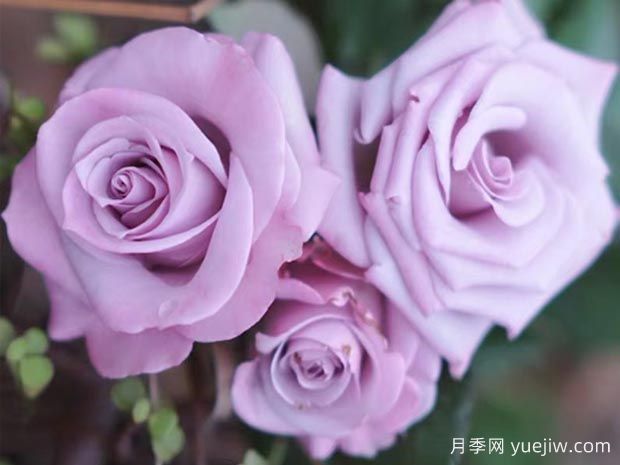 謊言為什么流行？當(dāng)月季變身玫瑰(圖1)