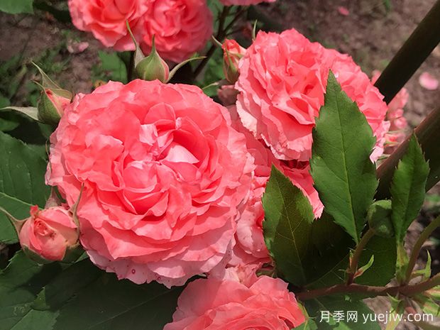 從花園到花瓶，盤點10個顏值超高的切花月季(圖7)