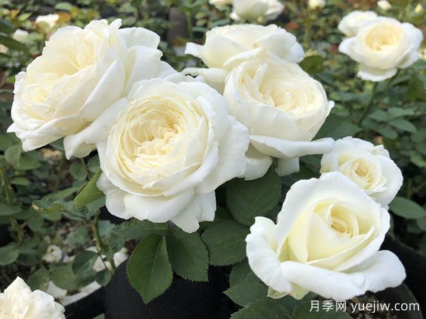 從花園到花瓶，盤點10個顏值超高的切花月季(圖3)