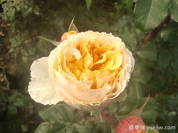 從花園到花瓶，盤點10個顏值超高的切花月季(圖5)