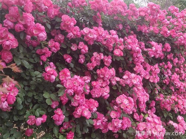 月季花開：美了小城，醉了路人(圖1)