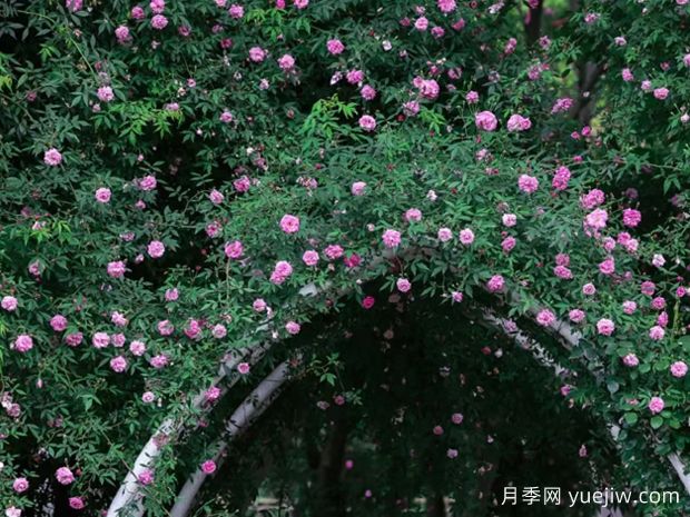 無(wú)錫的薔薇開好了，快來(lái)打卡！(圖2)