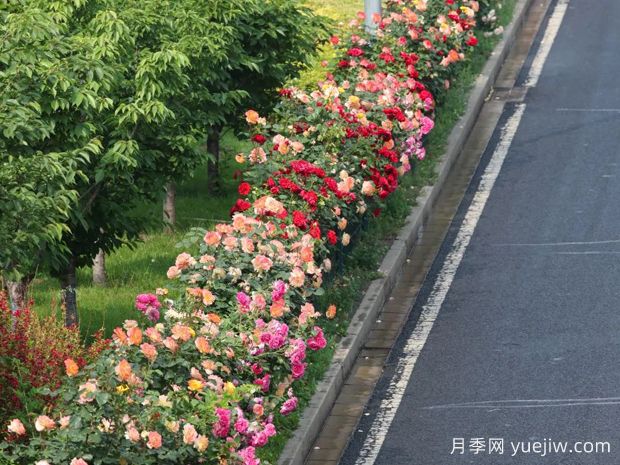 北京環(huán)路隔離帶上的月季到底是什么品種？(圖2)