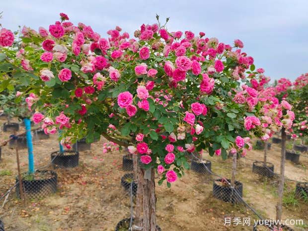 四季開(kāi)花的胭脂扣月季，這些優(yōu)點(diǎn)非常出色(圖1)