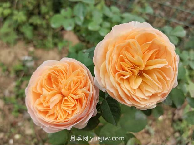 十大美麗的切花月季品種，每一種都美爆了(圖1)