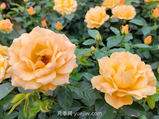 月季并不難養(yǎng)，只需要掌握6個(gè)小妙招(圖1)