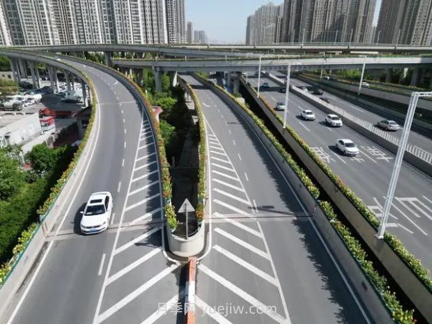 鄭州月季：花開鄭好景如畫，高架月季香滿城(圖2)