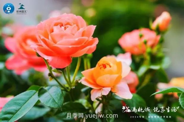 杭州滿城繁花，500萬株月季競相綻放的極致浪漫(圖2)