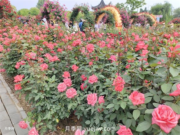 怎么給月季花澆水？很多新手做錯了，難怪養(yǎng)不好(圖1)