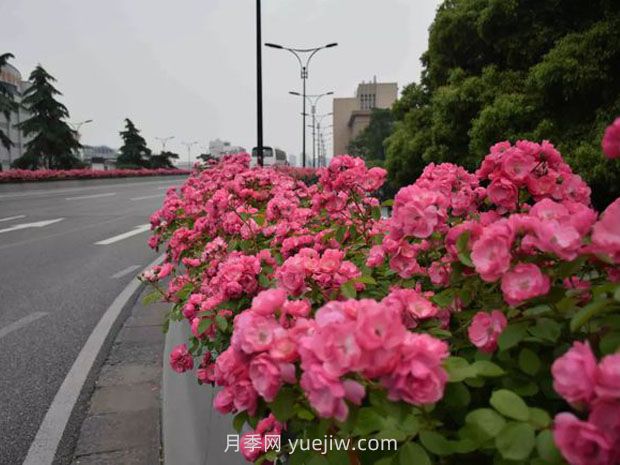 現(xiàn)在都流行栽月季嗎？(圖1)