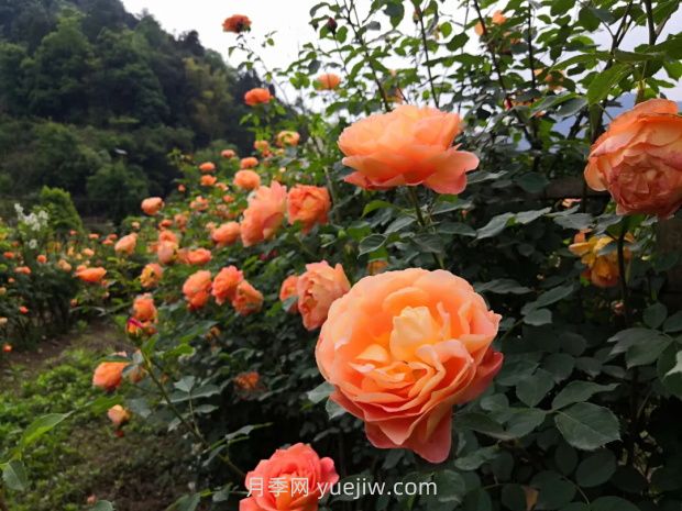 瀘州市古藺大寨花海迷宮進(jìn)入盛花期，打卡高顏值(圖3)