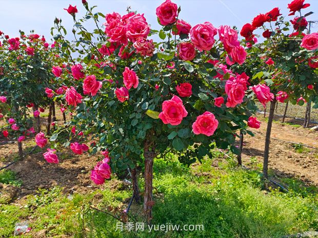 有院子的花友要養(yǎng)幾棵樹狀月季，花開艷麗讓人羨慕(圖1)