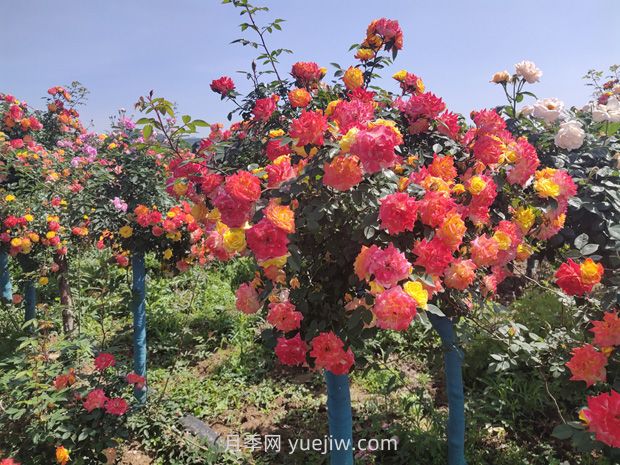 有院子的花友要養(yǎng)幾棵樹狀月季，花開艷麗讓人羨慕(圖2)
