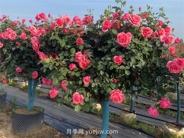 有院子的花友要養(yǎng)幾棵樹狀月季，花開艷麗讓人羨慕(圖3)