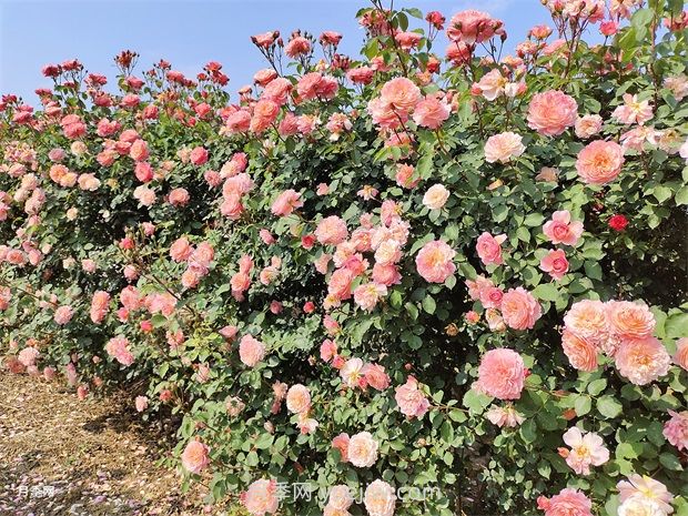 月季花園，美到讓人窒息！(圖2)
