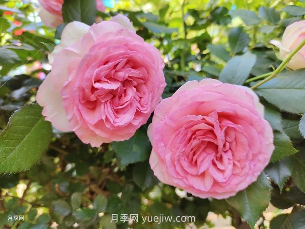 月季花園，美到讓人窒息！(圖1)
