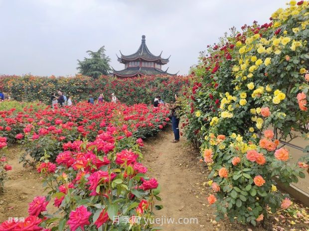 2024年第二屆世界月季博覽會(huì)在南陽(yáng)精彩舉辦(圖3)