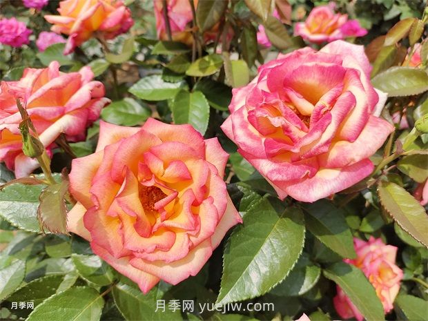 月季吃肉想不到，月季養(yǎng)護(hù)推薦食材及使用方法(圖1)