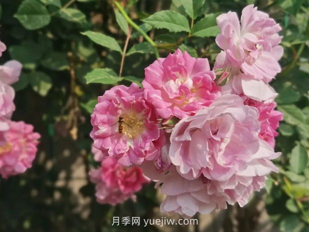 通俗版：薔薇、月季、玫瑰分辨指南(圖1)
