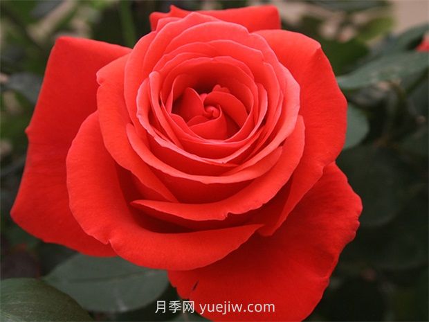 通俗版：薔薇、月季、玫瑰分辨指南(圖2)