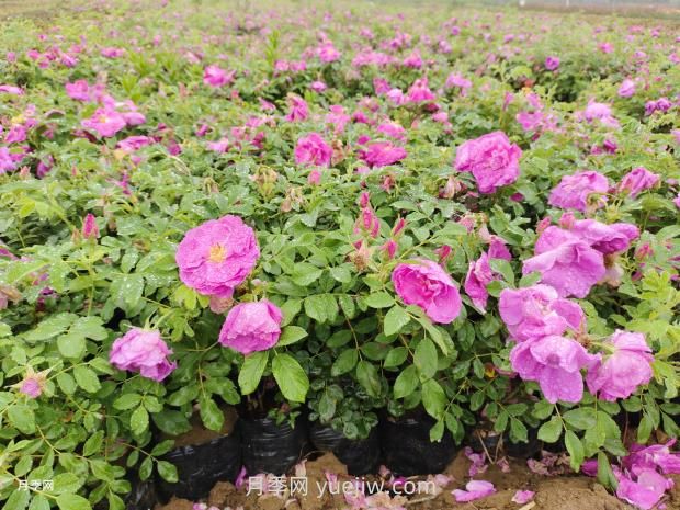 通俗版：薔薇、月季、玫瑰分辨指南(圖3)