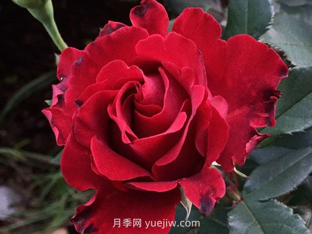 堪稱塑料花的紀(jì)念芭芭拉月季，花美還耐開(圖1)