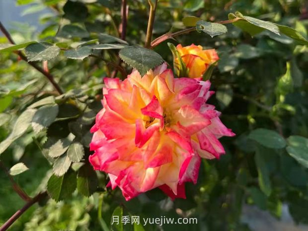 一個品種能開3種以上的顏色,變色龍?zhí)俨屎缭录?圖2) 一個品種能開3種以上的顏色,變色龍?zhí)俨屎缭录?圖2)