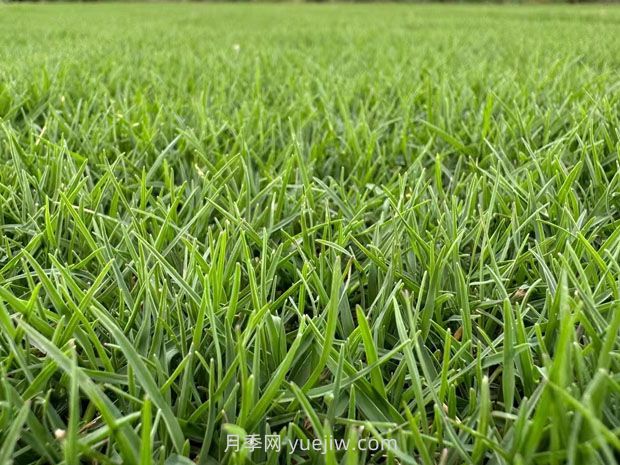 草坪種類那么多，你都弄清楚了嗎？(圖2)