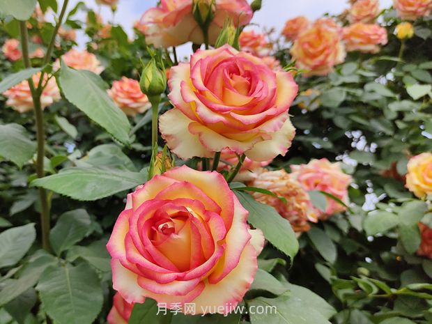 月季花開花少？做好這2點(diǎn)，花苞長得多，花量翻倍開(圖1)